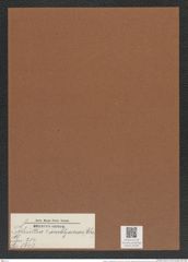 Schuettia ? amblyoceras (Ehr.) (de-Toni-Nr.: Genus 234, Species 5643) Zeichnungen Sammlung Grunow Mappe 05394 (Herbarium_W_Grunow_drawings_Folder_05394)